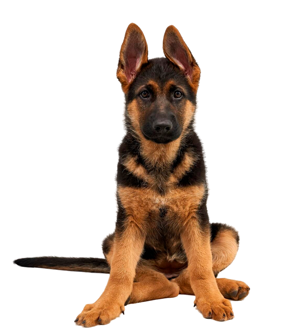 perro-alsaciano-mira-sus-ojos-amables-e-inteligentes