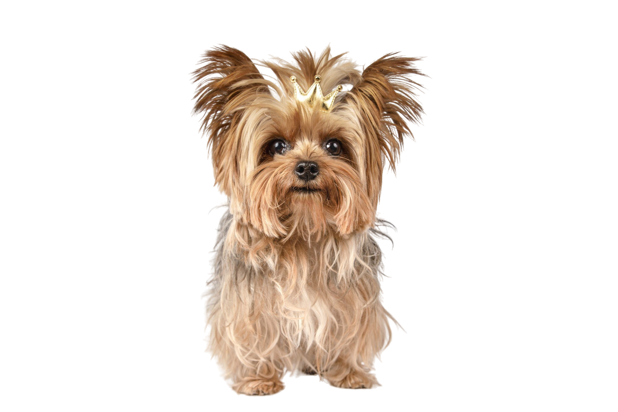 primer-plano-adorable-yorkshire-terrier-corona-oro-aislado-superficie-blanca