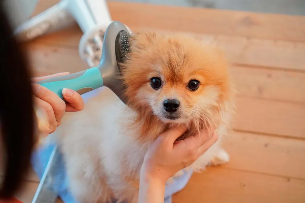 Como-cuidar-el-pelo-del-perro-para-conseguir-un-pelazo-y-amor